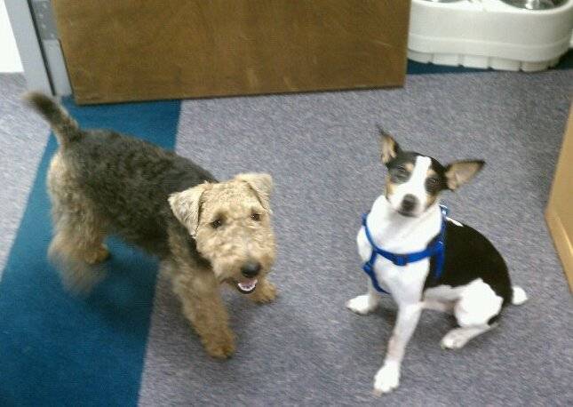 Super Cooper with another dog in the office